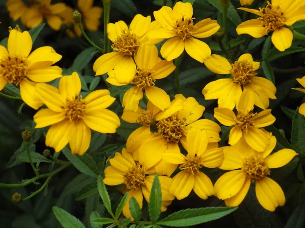 Sarı Güzel Bir Lemmon Çiçeğinin Çiçekli Çalılığının Yakın Plan Fotoğrafı — Stok fotoğraf