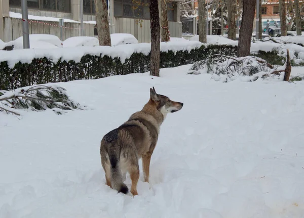 Чехословацкий Волчий Пес Гуляющий Парке Наслаждающийся Снегом — стоковое фото