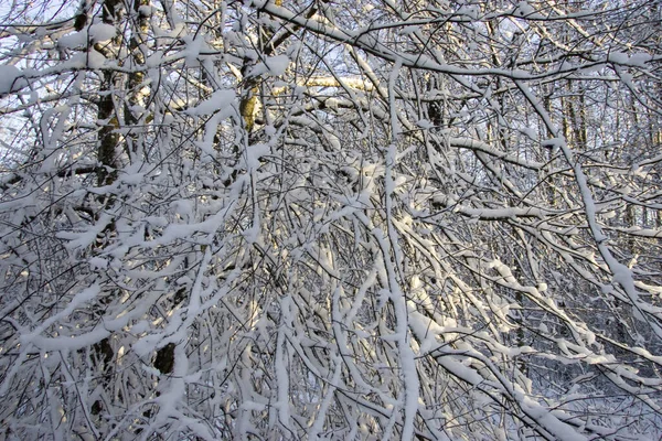 Uma Bela Vista Galhos Árvores Cobertos Neve Uma Floresta — Fotografia de Stock