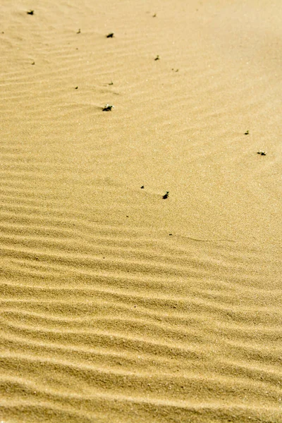 Tiro Vertical Das Dunas Areia — Fotografia de Stock