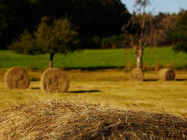 Campo Agrícola Localizado França Meio Campo Para Alimentar Gado — Fotografia de Stock