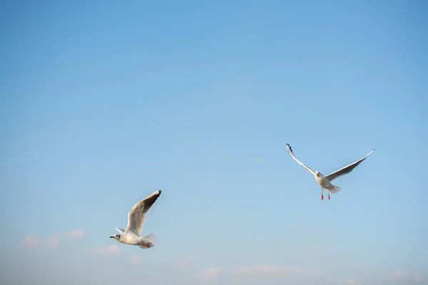 Una Hermosa Vista Gaviota Volando Cielo Azul Claro — Foto de Stock