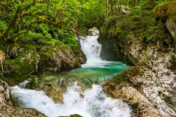 Amazing Cascades Green Stream Forest Wild River Waterfall Greenery Plants — Stock Photo, Image