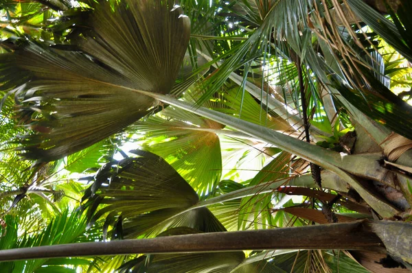 Een Lage Hoek Close Opname Van Een Groene Palm Boom — Stockfoto