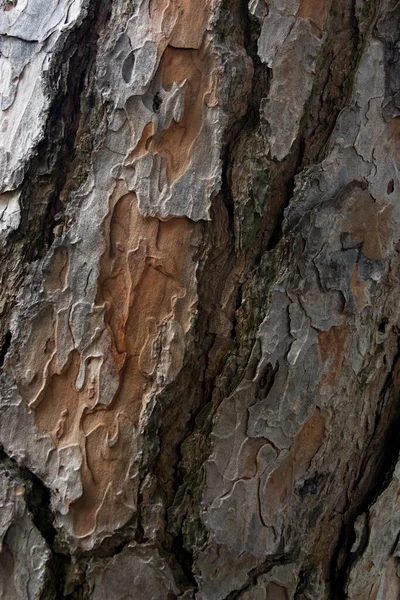 Primo Piano Verticale Della Struttura Della Corteccia Dell Albero — Foto Stock