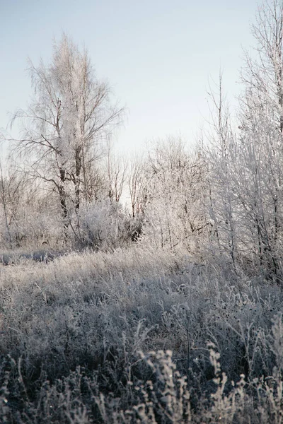 Plan Vertical Des Arbres Des Plantes Recouverts Neige Dans Une — Photo