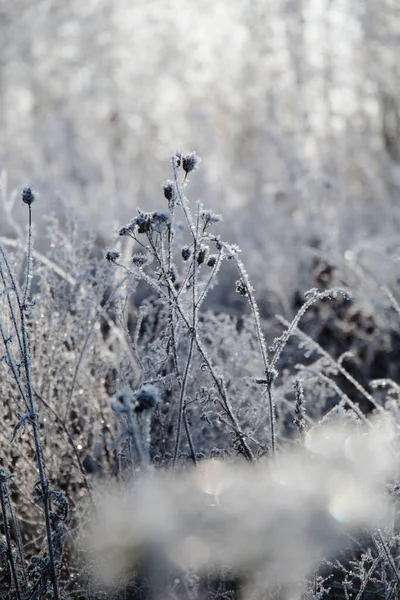 Colpo Selettivo Verticale Fiori Congelati Una Foresta — Foto Stock