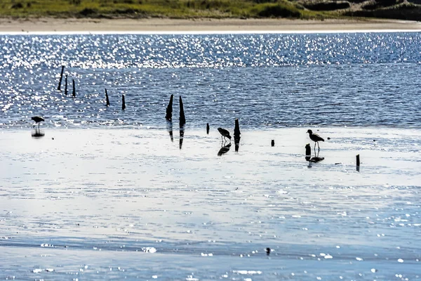 Güneşli Sularda Kuşların Olduğu Huzurlu Bir Sahil Manzarası — Stok fotoğraf