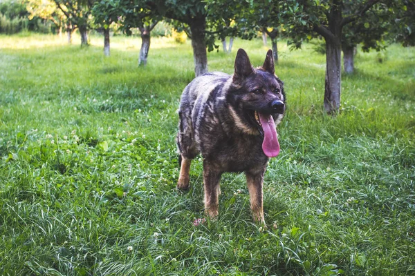 庭に長い舌を持つ素敵な犬の素晴らしいショット — ストック写真