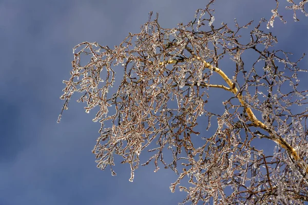 Low Angle Shot Frosty Tree Auvergne Volcanoes Regional Natural Park — Stock Photo, Image