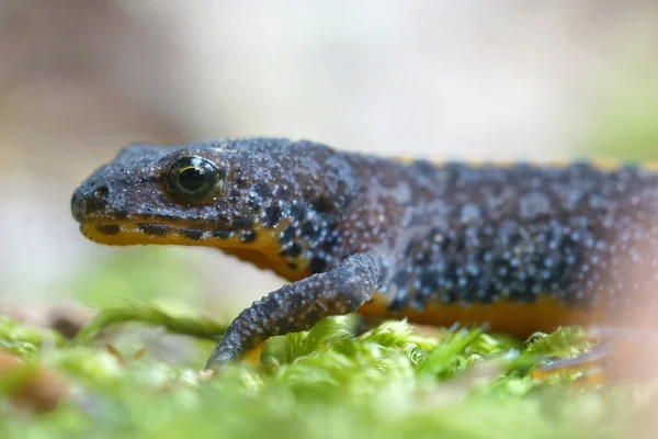 Una Macro Tritón Alpino Andante —  Fotos de Stock