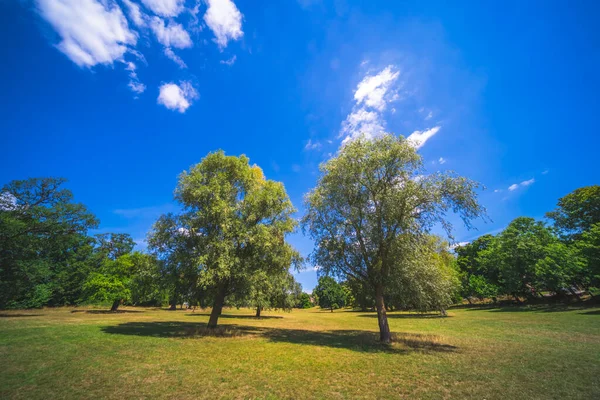 Bomen Een Veld Een Zonnige Dag — Stockfoto