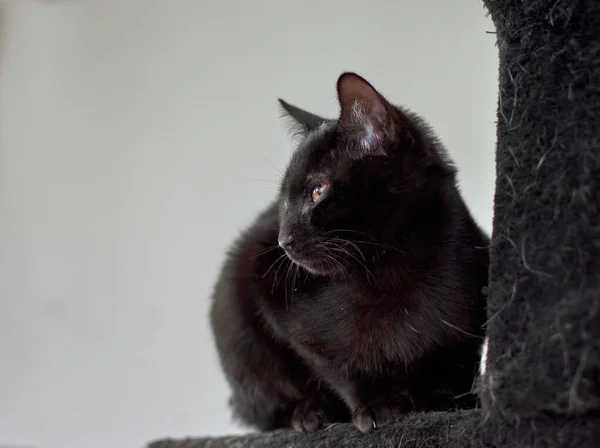 Black Fluffy Cat Posingon Cat Tree House — Stock Photo, Image