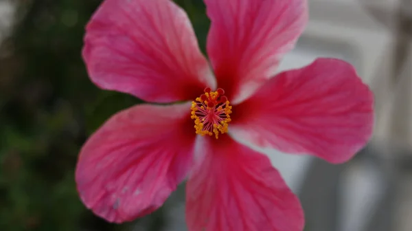 Zbliżenie Ujęcie Pięknego Kwitnącego Różowego Hibiskusa Kwiatu — Zdjęcie stockowe