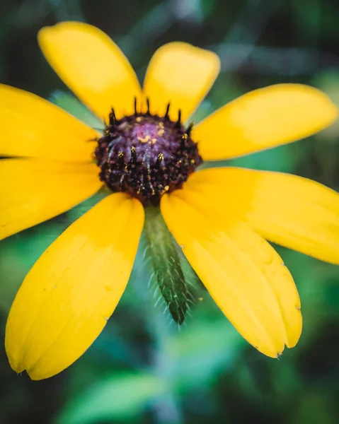 在植物园里 一朵黄色的黑眼睛苏珊花的特写正在绽放 — 图库照片