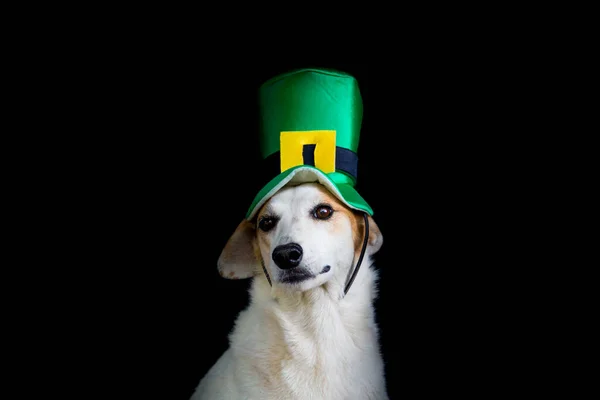 Porträt Eines Mischlingshundes Mit Patricks Tageshut — Stockfoto