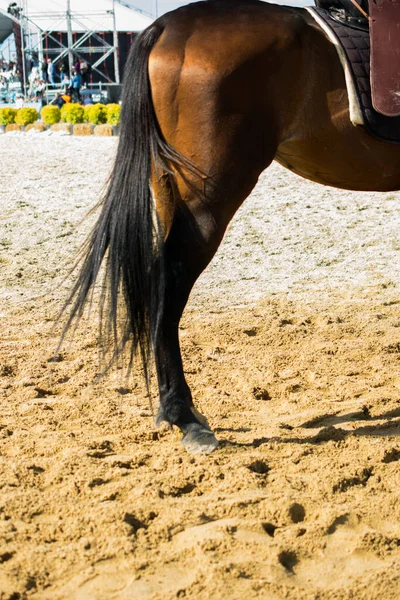 Een Verticaal Schot Van Bruine Paardenstaart Het Zand — Stockfoto
