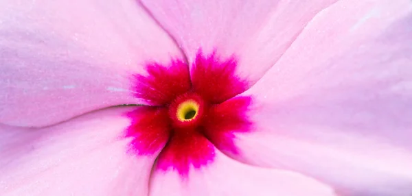 Closeup Shot Beautiful Pink Flower — Stock Photo, Image