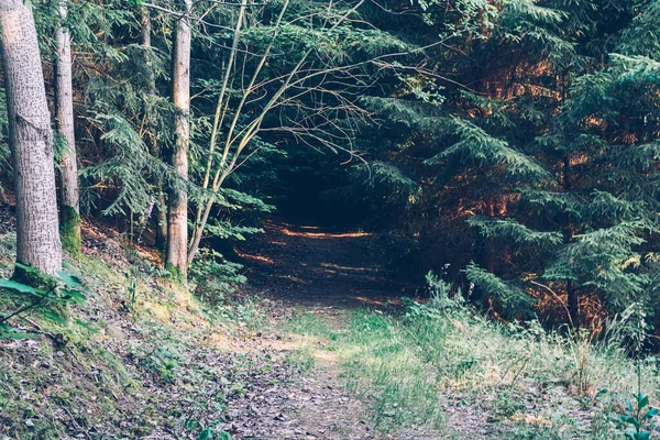 Sentier Étroit Travers Les Arbres Dans Parc — Photo