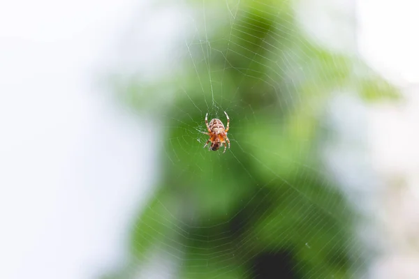 Ett Makro Skott Liten Spindel Sitt Nät — Stockfoto