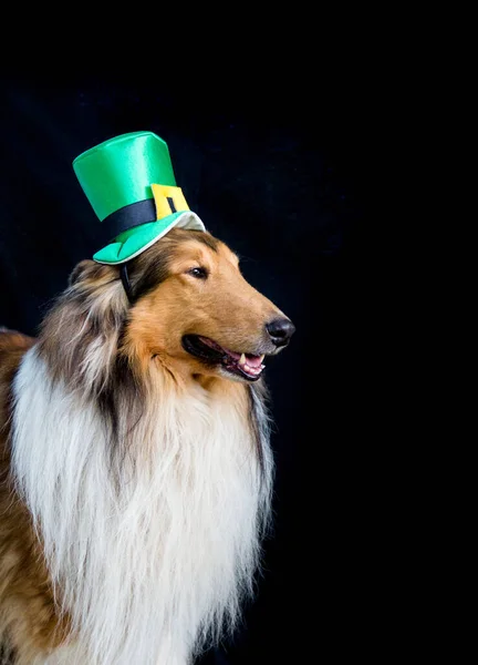 一个粗糙的科利犬的肖像 头戴圣帕里克的天顶帽子 — 图库照片