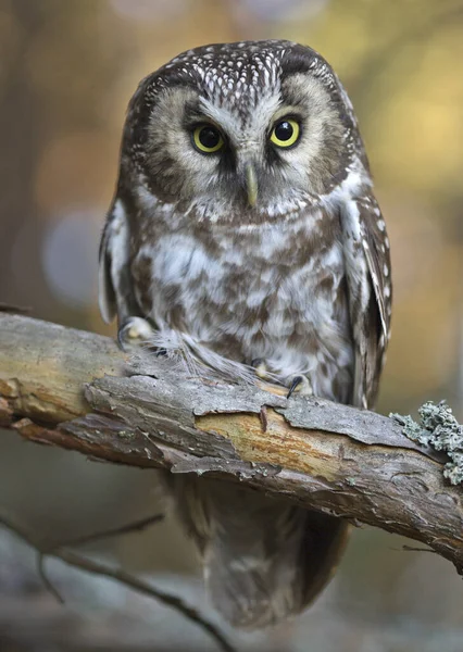 Vertical Closeup Shot Owl Perched Tree Branch — Stock Photo, Image