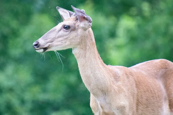 Selective Focus Shot Deer Standing Forest — Stock Photo, Image