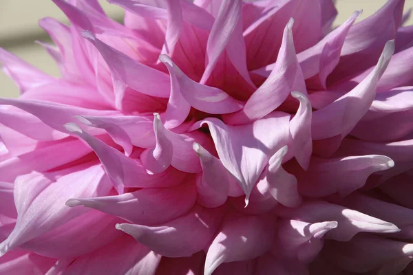 Closeup Pink Dahlia Petals Sunlight Seattle — Stock Photo, Image