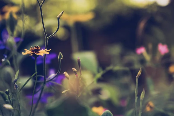 Gardiyan Içinde Büyüyen Bir Susan Çiçeğinin Seçici Odak Noktası — Stok fotoğraf