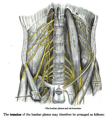 A page from a 19th-century anatomy textbook explaining the structure of the lumbar plexus clipart