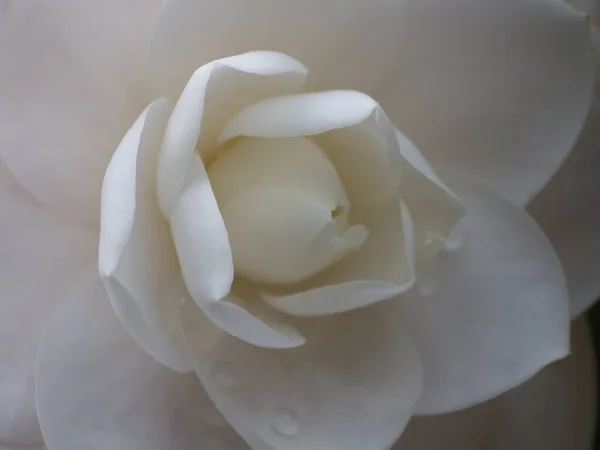 Gros Plan Une Délicate Fleur Camélia Fleurs Avec Beaux Pétales — Photo