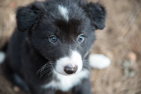 可愛い青い目のボーダーコリー子犬の肖像画 — ストック写真