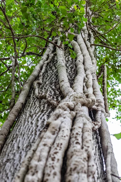 Low Angle Shot Tree Trunk Green Leaves Backgro — Stock Photo, Image