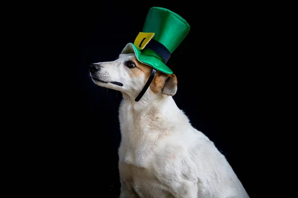 蒙哥马利犬头戴圣帕特里克帽的肖像 — 图库照片