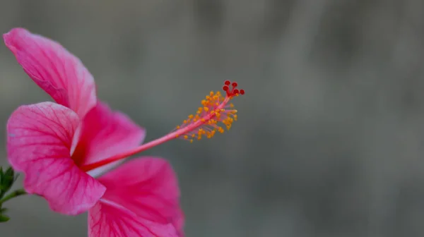 一张漂亮的粉红色芙蓉花的特写照片 — 图库照片