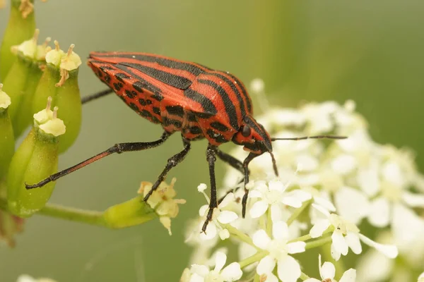 Een Zwart Gestreepte Rode Schildwants Een Witte Bloem — Stockfoto