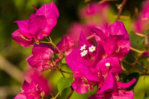 Hermosas Flores Rojas Krabi Tailandia — Foto de Stock
