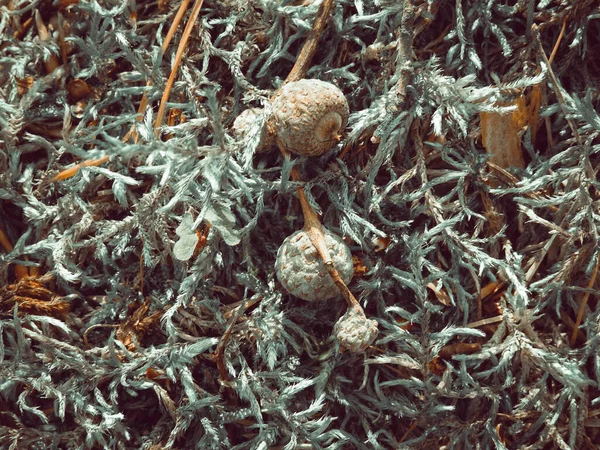 Dry Tree Seed Closeup Nature — Stock Photo, Image