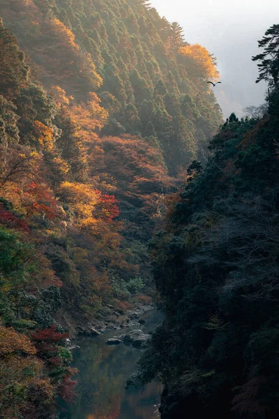 Vertikální Záběr Nádherné Horské Řeky Obklopený Barevným Podzimním Listím Mlhavého — Stock fotografie