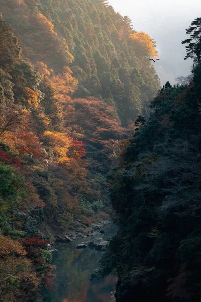 안개낀 형형색색의 잎으로 둘러싸인 — 스톡 사진