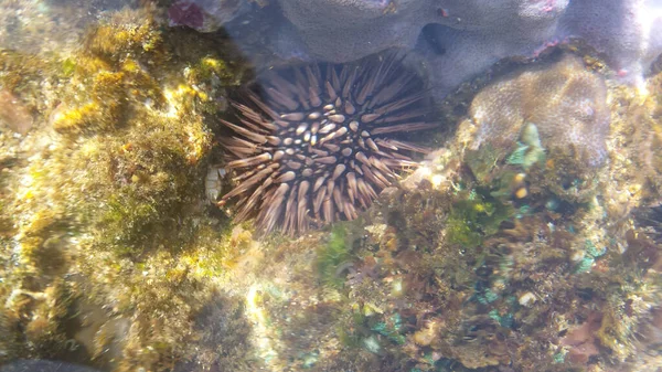 Vie Sauvage Dans Récif Corallien Avec Étoile Mer Watu Karung — Photo