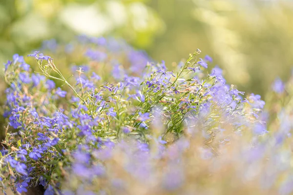 Gros Plan Une Belle Plante Fleurs Dans Champ — Photo