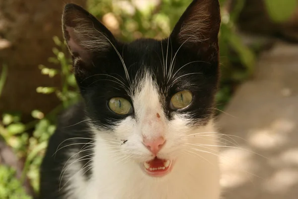 Portrait Chat Noir Blanc Aux Yeux Verts — Photo