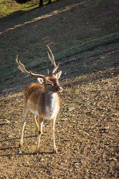 Vertical Shot Lovely Deer Big Antlers — Stock Photo, Image