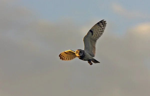 Hermoso Tiro Búho Volador Con Alas Abiertas Atardecer — Foto de Stock