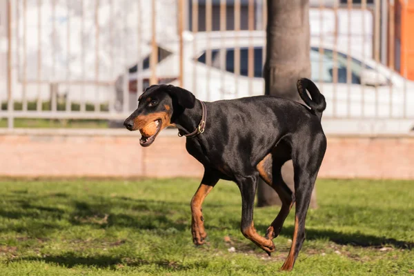 Dobermann Pincher Hrát Míč Parku — Stock fotografie