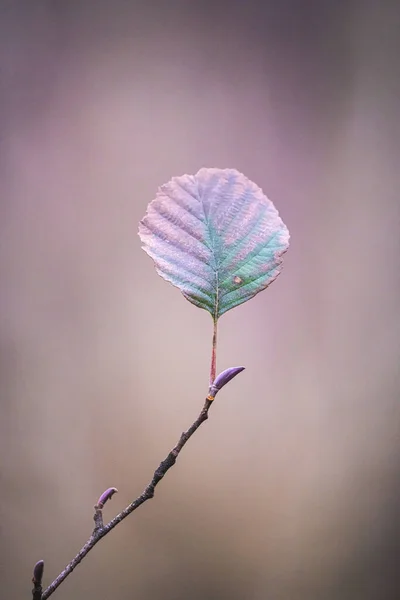 Detailní Svislý Záběr Jednoho Podzimního Listu Větvičce Stromu Přírodním Pozadím — Stock fotografie