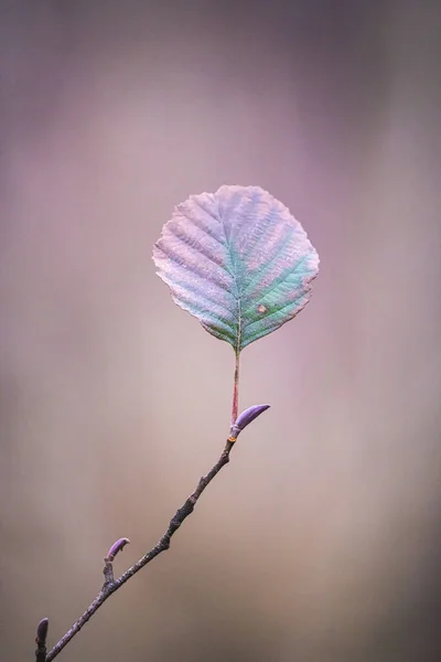 Närbild Vertikal Skott Höst Enda Blad Ett Träd Kvist Med — Stockfoto