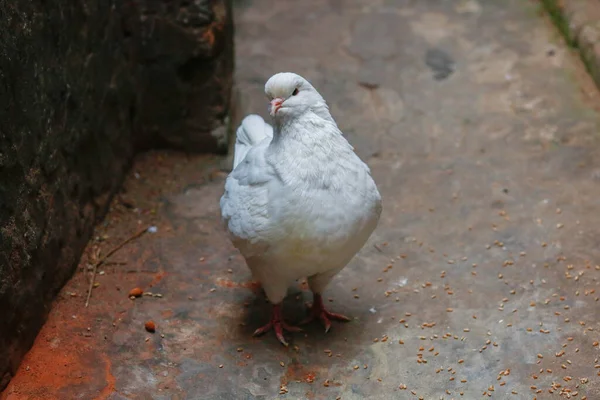 石の地面に立つ白い鳩の高角度ショット — ストック写真