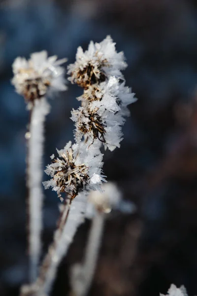 Soğuk Bir Günde Donmuş Çiçeklerin Dikey Seçici Odak Noktası — Stok fotoğraf